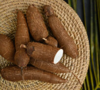 Organic raw Cassava tuber on wicker tray and palm leaves. View from above. Copy space. Yucca cassava root.